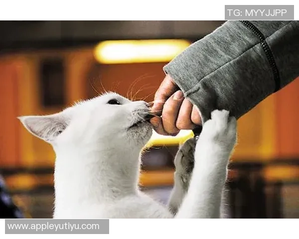 马洛卡前锋穆里奇热身意外踢中儿童引发关注及时救治获赞 马洛卡前锋穆里奇热身意外踢中儿童引发关注及时救治获赞